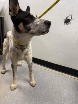 Butcher -  Australian Cattle Dog Blue Heeler Dog for Adoption in Las Vegas, New Mexico - Butcher | PetCurious