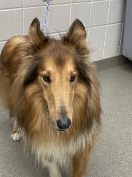 LEO -  Collie and Mixed Breed Dog for Adoption in Omaha, Nebraska - LEO | PetCurious