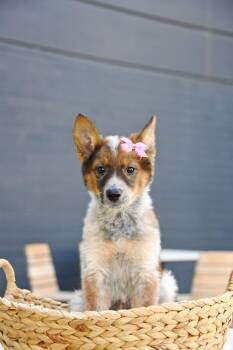 Arie Claire -  Australian Cattle Dog Blue Heeler and German Shepherd Dog Dog for Adoption in Salt Lake City, Utah - Arie Claire | PetCurious