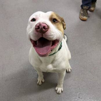 Lil Homie -  Mixed Breed Dog Available for Adoption in Alexandria, Virginia - Lil Homie | PetCurious