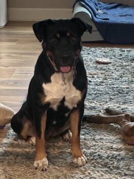 Dolly -  Hound Dog for Adoption - Dolly | PetCurious