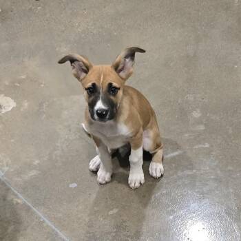Lyla -  Mixed Breed Dog for Adoption in Washburn, Missouri - Lyla | PetCurious