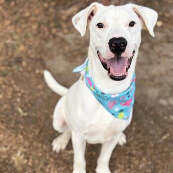 Magnus -  Mixed Breed Dog for Adoption in Elgin, Texas - Magnus | PetCurious
