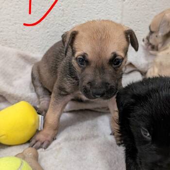 Puppy 8/Dallas -  Catahoula Leopard Dog and Shepherd Dog for Adoption in Buchanan Dam, Texas - Puppy 8/Dallas | PetCurious