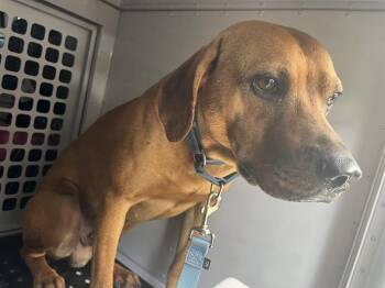 Mixed Breed Dogs Available for Adoption in Palmetto, Florida - ROSCOE | PetCurious