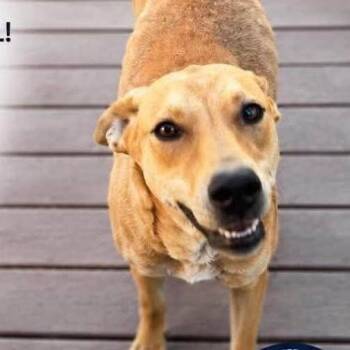Hope -  Mixed Breed Dog for Adoption in Wilton, California - Hope | PetCurious