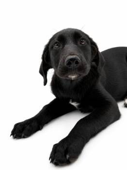 Zip -  Great Pyrenees and Labrador Retriever Dog for Adoption in Bowling Green, Kentucky - Zip | PetCurious