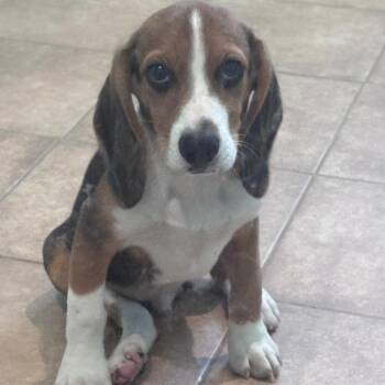 Toby DGB6 1606 -  Beagle Dog for Adoption in Loxahatchee Groves, Florida - Toby DGB6 1606 | PetCurious