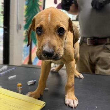 Keth -  Hound Dog for Adoption in Lufkin, Texas - Keth | PetCurious