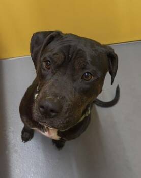 Mixed Breed Dogs Available for Adoption - Frieren | PetCurious