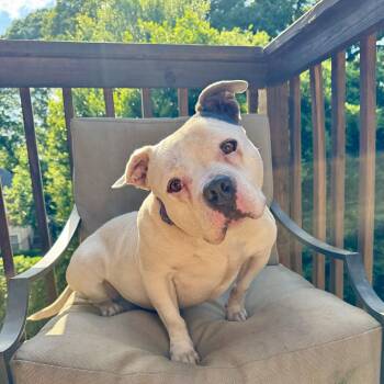 American Staffordshire Terrier Dogs Available for Adoption in Blacksburg, Virginia - Tubby | PetCurious