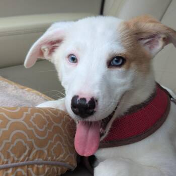 Radish -  Australian Shepherd and Catahoula Leopard Dog Dog for Adoption in Austin, Texas - Radish | PetCurious
