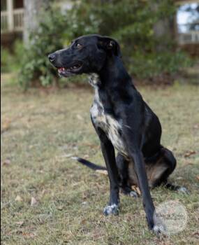 Layla -  Labrador Retriever and Hound Dog for Adoption in Tuscaloosa, Alabama - Layla | PetCurious