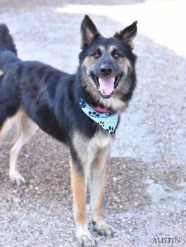 AUSTIN GS -  German Shepherd Dog Dog for Adoption in Lucas, Texas - AUSTIN GS | PetCurious