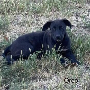 Oreo -  Great Pyrenees and Mixed Breed Dog for Adoption in Tulsa, Oklahoma - Oreo | PetCurious