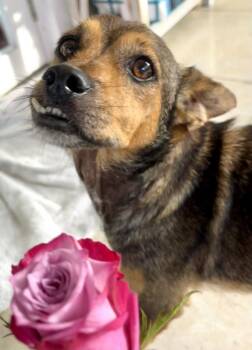 Franco (MD) -  Dachshund Dog for Adoption in Manassas, Virginia - Franco (MD) | PetCurious