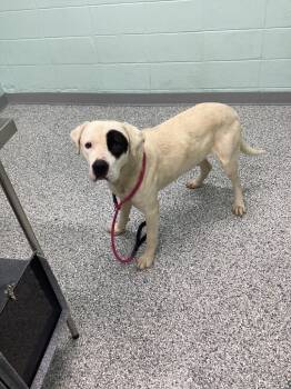 Rescue Terrier Dogs for Adoption in Athens, Tennessee - Axley | PetCurious