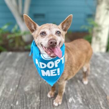Rescue Chihuahua Dogs for Adoption in Pacific Grove, California - Acorn | PetCurious