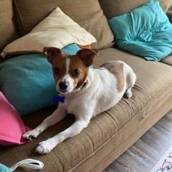Chihuahua and Mixed Breed Dogs Available for Adoption in Potomac, Maryland - Ethan | PetCurious