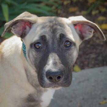 Squash -  German Shepherd Dog and Mountain Cur Dog for Adoption in Huntley, Illinois - Squash | PetCurious