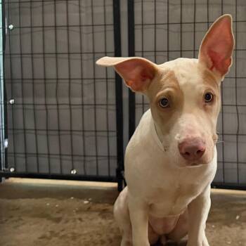 Caroline -  Pit Bull Terrier Dog for Adoption in Birmingham, Alabama - Caroline | PetCurious