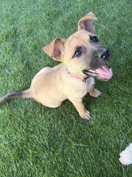 Black Mouth Cur and Labrador Retriever Dogs Available for Adoption - Watonga | PetCurious