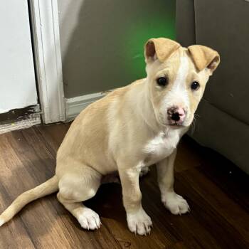 Labrador Retriever and American Staffordshire Terrier Dogs Available for Adoption in Houston, Texas - Pecos | PetCurious