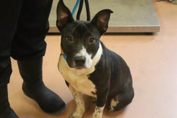 RODGER -  Mixed Breed Dog for Adoption in Columbia, South Carolina - RODGER | PetCurious