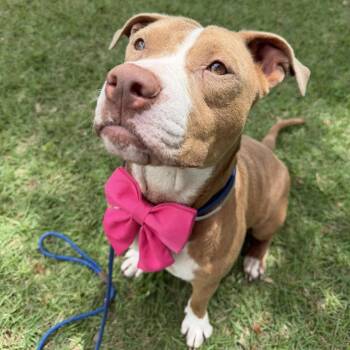 Heidy -  American Staffordshire Terrier Dog Available for Adoption in Pittsburgh, Pennsylvania - Heidy | PetCurious