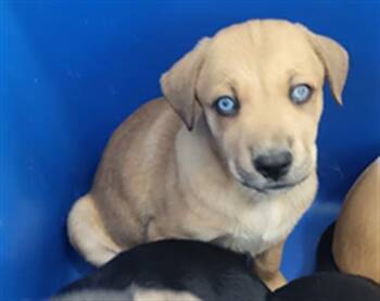 LATTE -  Mixed Breed Dog for Adoption in Dallas, Texas - LATTE | PetCurious