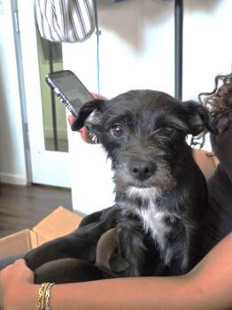 Nani -  Terrier Dog for Adoption in West Hollywood, California - Nani | PetCurious