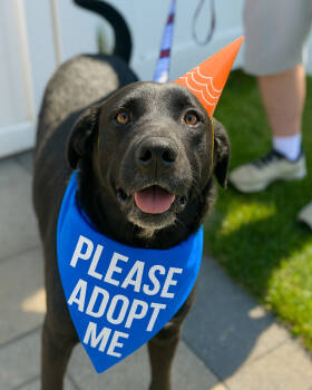 Rescue Labrador Retriever Dogs for Adoption in Wayne, New Jersey - Thompson Sugarlips | PetCurious