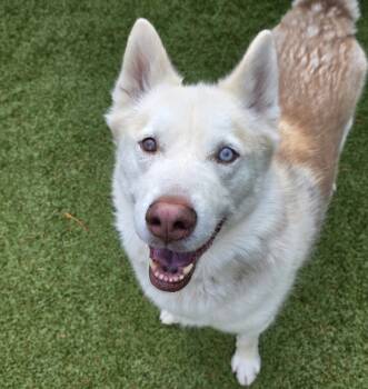 Rescue Siberian Husky Dogs for Adoption in Silverdale, Washington - Brad | PetCurious
