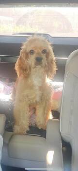 Cyder -  Cocker Spaniel Dog for Adoption in Austin, Texas - Cyder | PetCurious