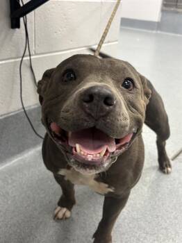 LANA -  Pit Bull Terrier Dog for Adoption in Indianapolis, Indiana - LANA | PetCurious
