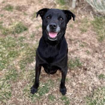 Black Labrador Retriever and Mixed Breed Dogs Available for Adoption - Journey | PetCurious