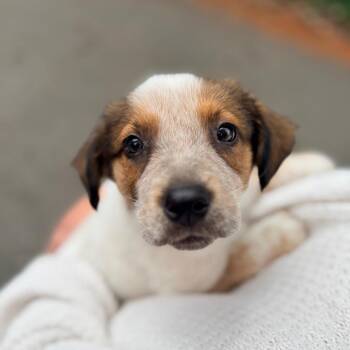 Yarrow -  Cattle Dog Dog for Adoption in Bellingham, Washington - Yarrow | PetCurious