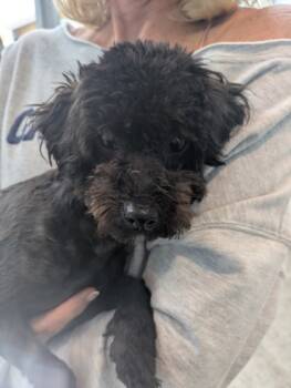 Rescue Poodle and Mixed Breed Dogs for Adoption in Fort Worth, Texas - 59837329 | PetCurious