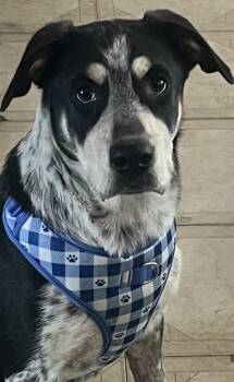 Hound Dogs Available for Adoption in Longmont, Colorado - Toby | PetCurious