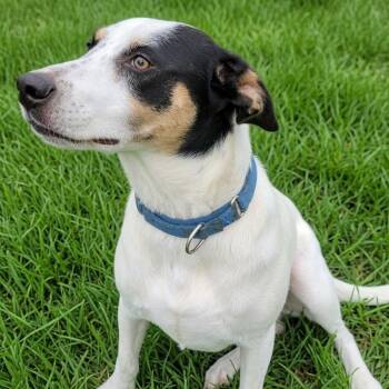 Tugger -  Labrador Retriever and Mixed Breed Dog for Adoption in Corpus Christi, Texas - Tugger | PetCurious