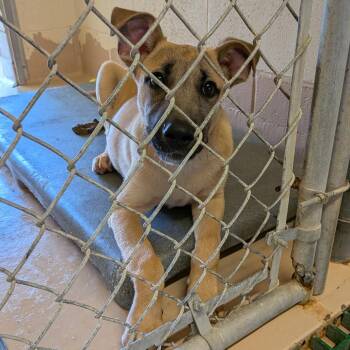 Tate -  Shepherd Dog for Adoption in Fairfax Station, Virginia - Tate | PetCurious