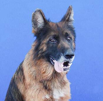 STRAWBERRY -  German Shepherd Dog Dog for Adoption in Pasadena, California - STRAWBERRY | PetCurious