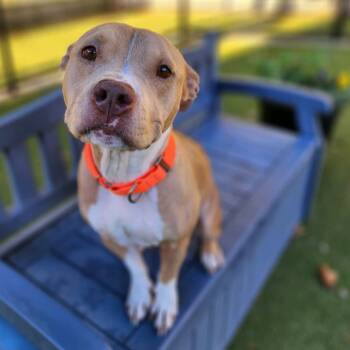 Rescue Pit Bull Terrier Dogs for Adoption in Greensboro, North Carolina - Topaz | PetCurious