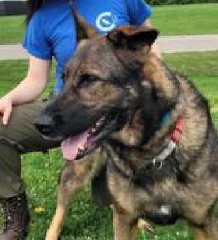 German Shepherd Dog Dogs Available for Adoption in Hilliard, Ohio - Dog | PetCurious