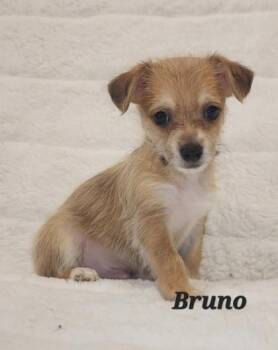 Rescue Chihuahua Dogs for Adoption in Orland Hills, Illinois - Bruno | PetCurious