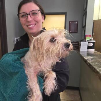 Terrier and Mixed Breed Dogs Available for Adoption in Houston, Texas - Aurelia | PetCurious