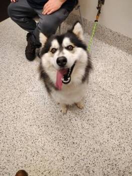 Mixed Breed Dogs Available for Adoption in Atlanta, Georgia - Serbie | PetCurious