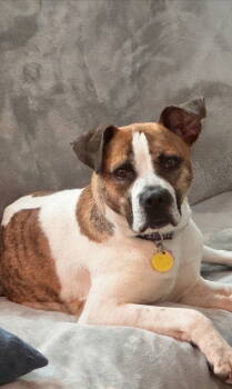 Rescue Boxer and Terrier Dogs for Adoption in Pittsboro, North Carolina - Buddy | PetCurious