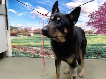 German Shepherd Dog and Mixed Breed Dogs Available for Adoption - A549054 | PetCurious