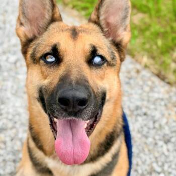 LEELA -  German Shepherd Dog Dog for Adoption in Indianapolis, Indiana - LEELA | PetCurious